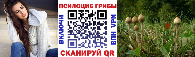Псилоцибиновые грибы GOLDEN TEACHER  darknet телеграм  Майкоп 